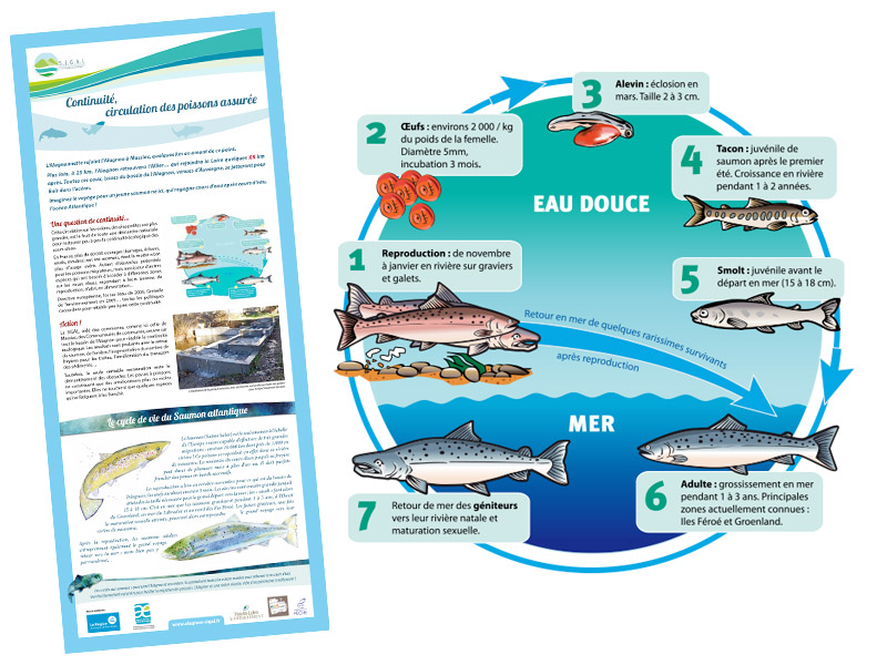 Shema du cycle de reproduction du saumon - SIGAL 2017